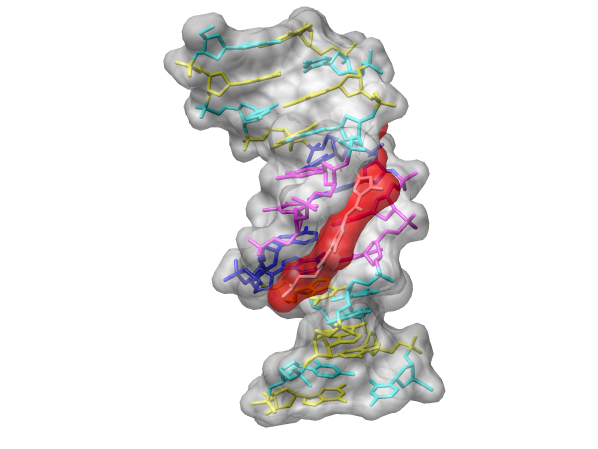 UCSF Chimera - Netropsin