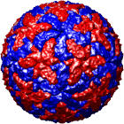 Reovirus core inner layer, 1ej6_inner