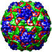 Echovirus 1 (FAROUK Strain), 1ev1