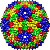 Bacteriophage PRD1 SUS1 mutant model, 1hb7