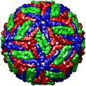 Dengue virus, 1k4r