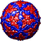 Bluetongue Virus inner layer, 2btv_t2