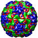 Human Rhinovirus 14, 4rhv