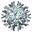 Human Rhinovirus 16 ICAM1 complex, 1d3e