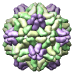Physalis mottle virus, 1e57