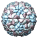 Human Rhinovirus 2, 1fpn