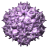 Adeno-Associated Virus, 1lp3