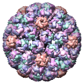 Murine Polyomavirus, 1sid