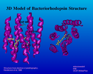 Image of Bacterorhodopsin