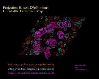  Image of E.coli Bacteriorhodopsin