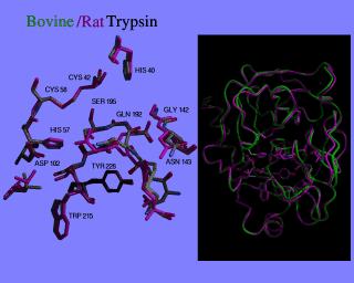  Image compares cow and rat trypsin