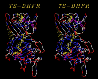 Image of a monomer of E.coli Thymidylate Synthase and 
E.coli Dihydrofolate Reductase